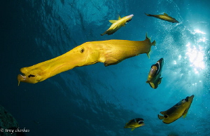 Sun, Butter and Trumpets by Tony Cherbas 
